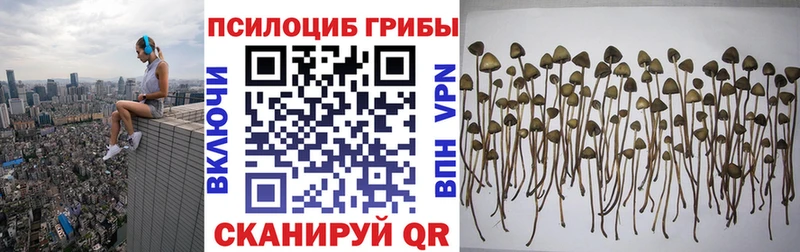 kraken сайт цена наркотик Карачев Галлюциногенные грибы Psilocybe